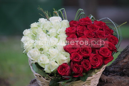 Сердце из 51 красной и белой розы "Азарт"